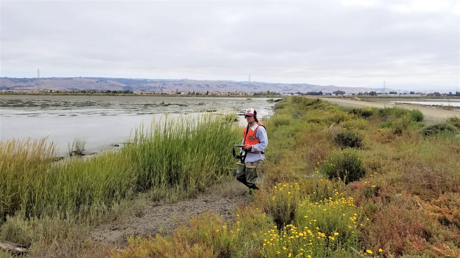 Monitoring and Treatment | Invasive Spartina Project