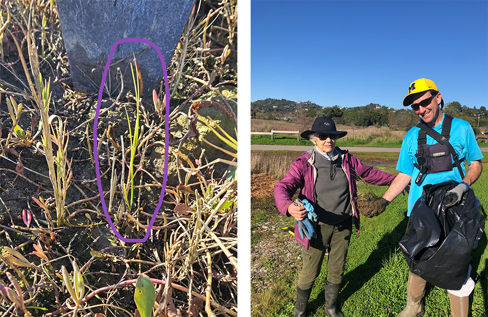 On the left, a purple circle highlights one of the two Spartina densiflora seedlings found this year in monitoring surveys. On the right, star volunteer Sandy Guldman from Friends of Corte Madera Creek Watershed poses with Treatment Program Manager Drew Kerr and a pulled S. densiflora plant. Photos: Drew Kerr.